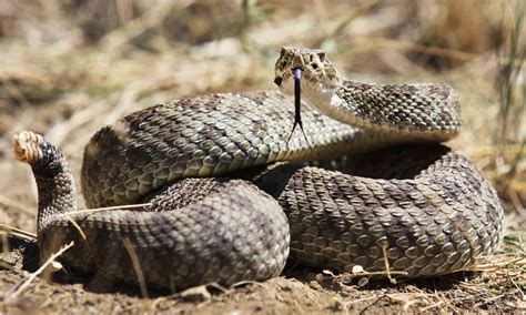 Huge Montana Rattlesnake Den Will Give You Nightmares - A-Z Animals