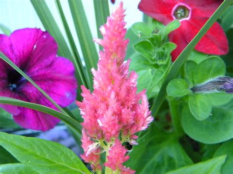 ID the pink cone shaped flower? | Flickr - Photo Sharing!