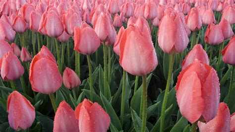 1600x1200 resolution | pink tulips field HD wallpaper | Wallpaper Flare