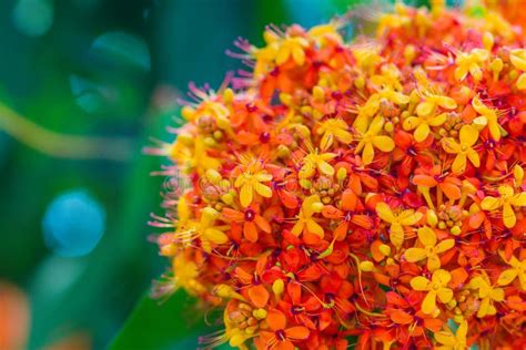 Colorful Orange and Yellow Blooms of Saraca Asoca (Saraca Indica Linn) Flowers on Tree. Saraca ...