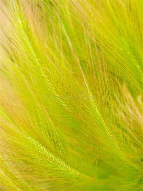 Floral Natural Grass Textured Background Stock Image - Image of agricultural, farmland: 4991669