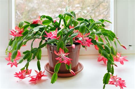 Christmas Cactus: How To Care For Holiday Cacti | The Old Farmer's Almanac