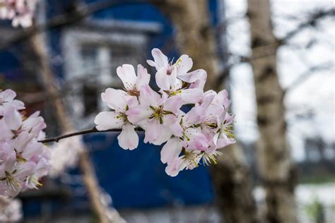 Free Images : plant, flower, spring, japan, season, cherry blossom, sakura 2560x1600 - - 836281 ...