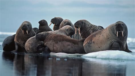 Traditionally prepared walrus meat connected to botulism patients | Food Safety News