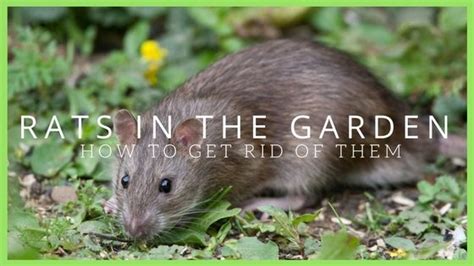 Rats In The Garden: Advice, control and elimination 2017