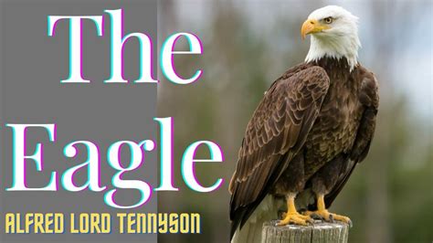 The Eagle by Alfred Lord Tennyson !! the eagle poem summary - YouTube