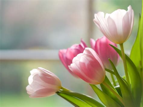 Tulip Wallpaper - Life Styles