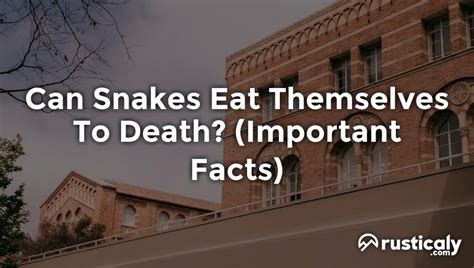 Can Snakes Eat Themselves To Death? (Answer Inside!)