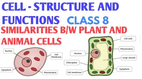 Similarities between plant cell and animal cells | write the similarities between plant and ...