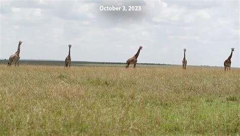 Kenya Giraffe Conservation | WORLD Watch