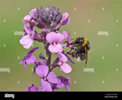 Bumblebee on flowering plant Stock Photo - Alamy