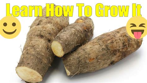 How to grow yam - YouTube