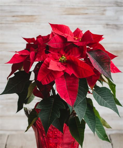 Poinsettia 101: How to Care for Poinsettias | Bloomscape