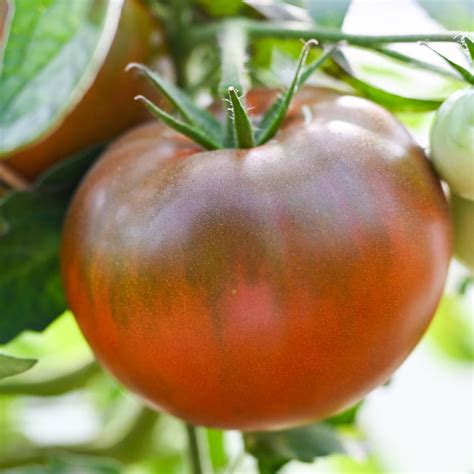 Black Prince Tomato Seeds – Heirloom Untreated NON-GMO From Canada ...