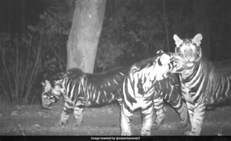 Watch:''Rarest Of The Rare'' Pseudo Melanistic Tiger Family Spotted In ...