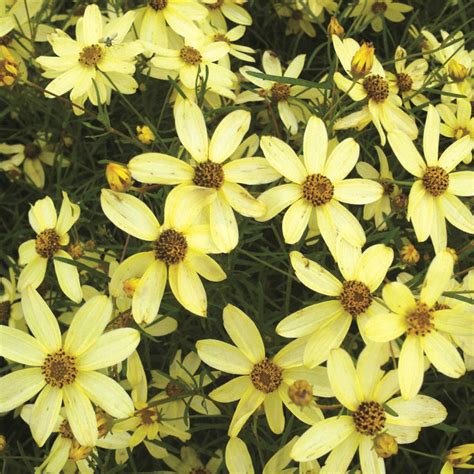 Coreopsis Moonbeam - Johnson Nursery Corporation