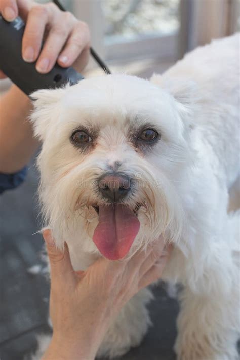 Grooming a Maltese with Grooming Machine Stock Photo - Image of looking ...