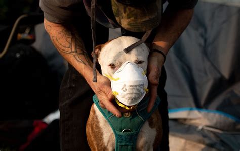 The Animals of California’s Devastating Camp Fire - The Atlantic