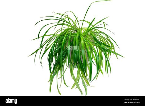 Houseplant Chlorophytum in beige ceramic pot, isolated on a white background. For decorating ...