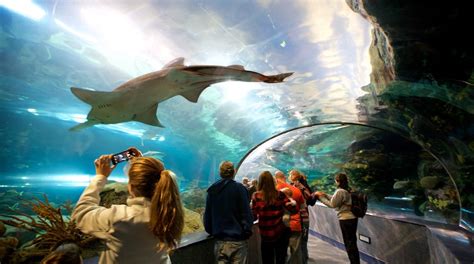 Visita Ripley's Aquarium of the Smokies en Gatlinburg - Tours & Actividades | Expedia.mx