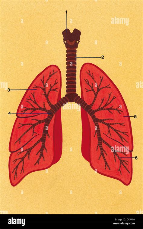 Respiratory System Drawing With Colour - Goimages All