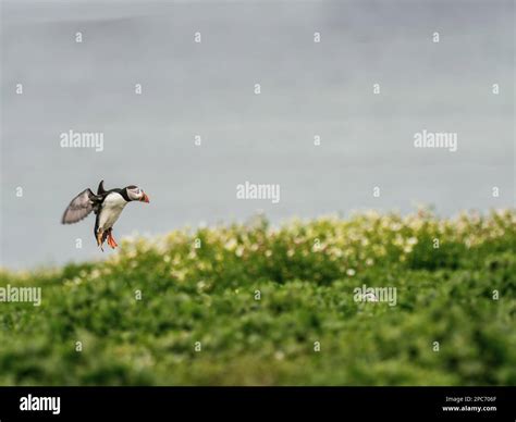 Puffin Bird Flying Stock Photo - Alamy