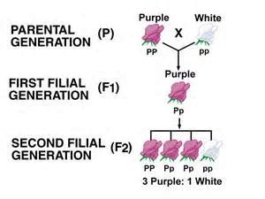 F1 Generation | Definition & Examples - Lesson | Study.com