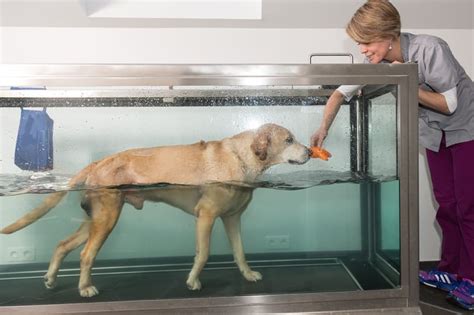 Benefits of Hydrotherapy For Dogs | West Chester Veterinary Medical Center