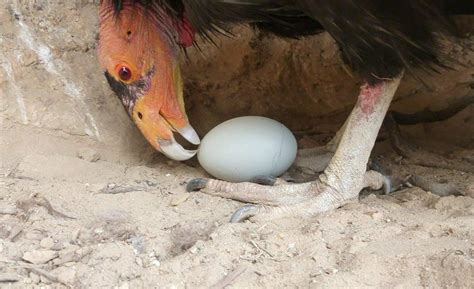 California Condor Recovery Program Spreads Its Wings | Inside Edison