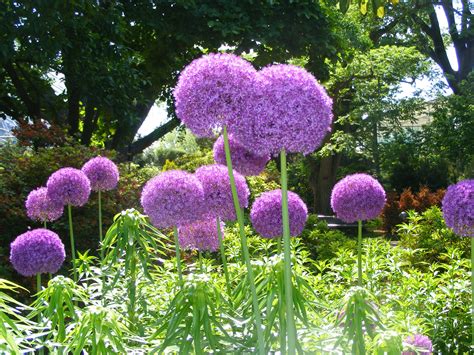 Botanical Gardens St. Louis MO | St louis botanical garden, Botanical gardens, Garden