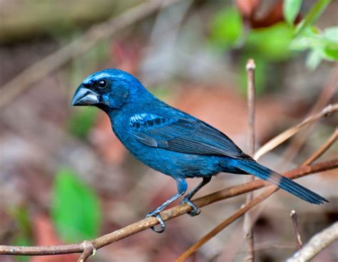 Foto azulão (Cyanoloxia brissonii) Por Dario Sanches | Wiki Aves - A ...