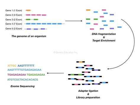 What is Whole-Exome Sequencing? – Genetic Education