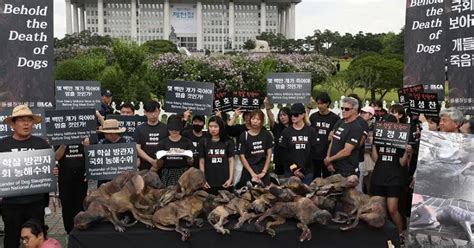 South Korea's Ban on Dog and Pork Meat: Farmers Threaten to Release 2 Million Dogs - Latest ...