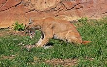 Heidi (Animals) - The Patagonian Desert