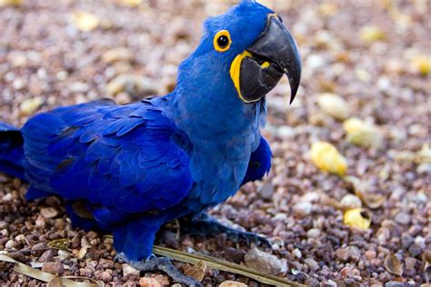 Blue Brazilian Macaw - Arara Azul - By F. Weberich Free Photo Download ...