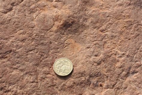 Ediacaran fossils from South Australia | Phoebe Cohen | Flickr