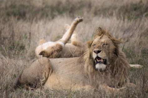 The Lions of Ngorongoro Crater | The morning I spent in Ngor… | Flickr