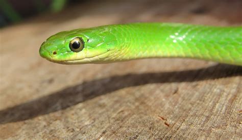 Smooth Green Snake Facts and Pictures | Reptile Fact