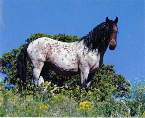 Nevada Mustang | Horses, Mustang horse, Wild horses