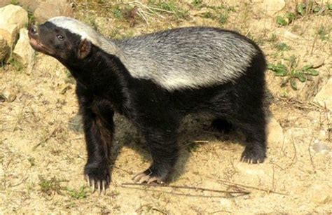 Discover the Fearless and Fascinating World of Honey Badgers