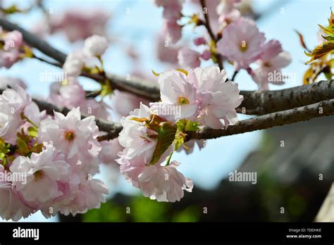 Japanese cherry blossoms Kyushu cherry blossoms Stock Photo - Alamy