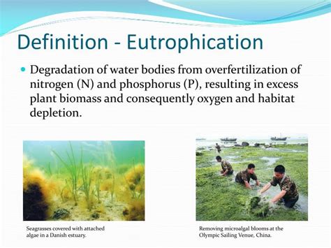 Eutrophication Process