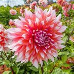 Buy Holland Festival Dahlia | Decorative Dahlias | Breck's