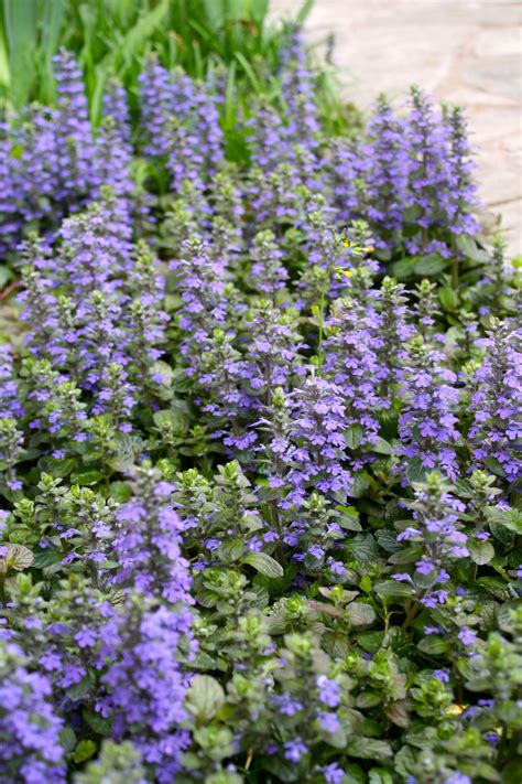 Ajuga ground cover | Plants, Perenial garden, Ground cover