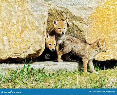 Coyote pups stock image. Image of park, carnivore, rock - 149010477