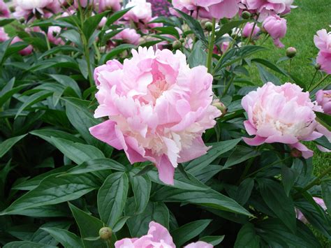 My Sherbet Peony Bush | Peony bush, Plants, Green thumb