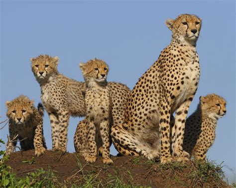 Cheetah Family Wallpapers - Top Free Cheetah Family Backgrounds - WallpaperAccess