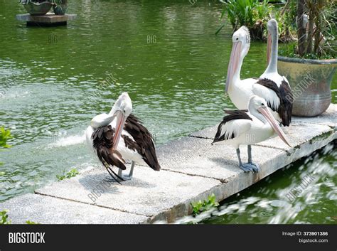 Great White Pelican Image & Photo (Free Trial) | Bigstock