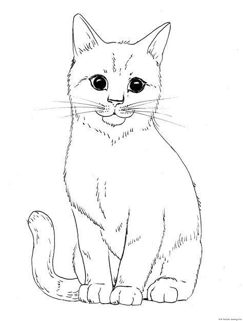 Cat draw – Line art illustrations