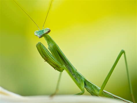 Praying Mantis Wallpapers | Fun Animals Wiki, Videos, Pictures, Stories